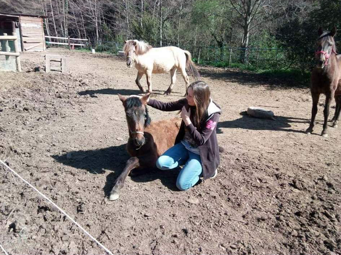 personne caressant un poulain couché en confiance