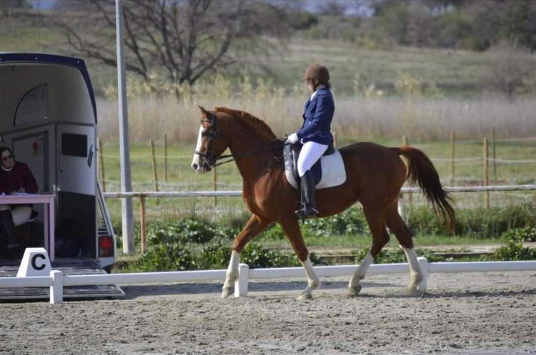 cheval monté lors d'un concours de dressage